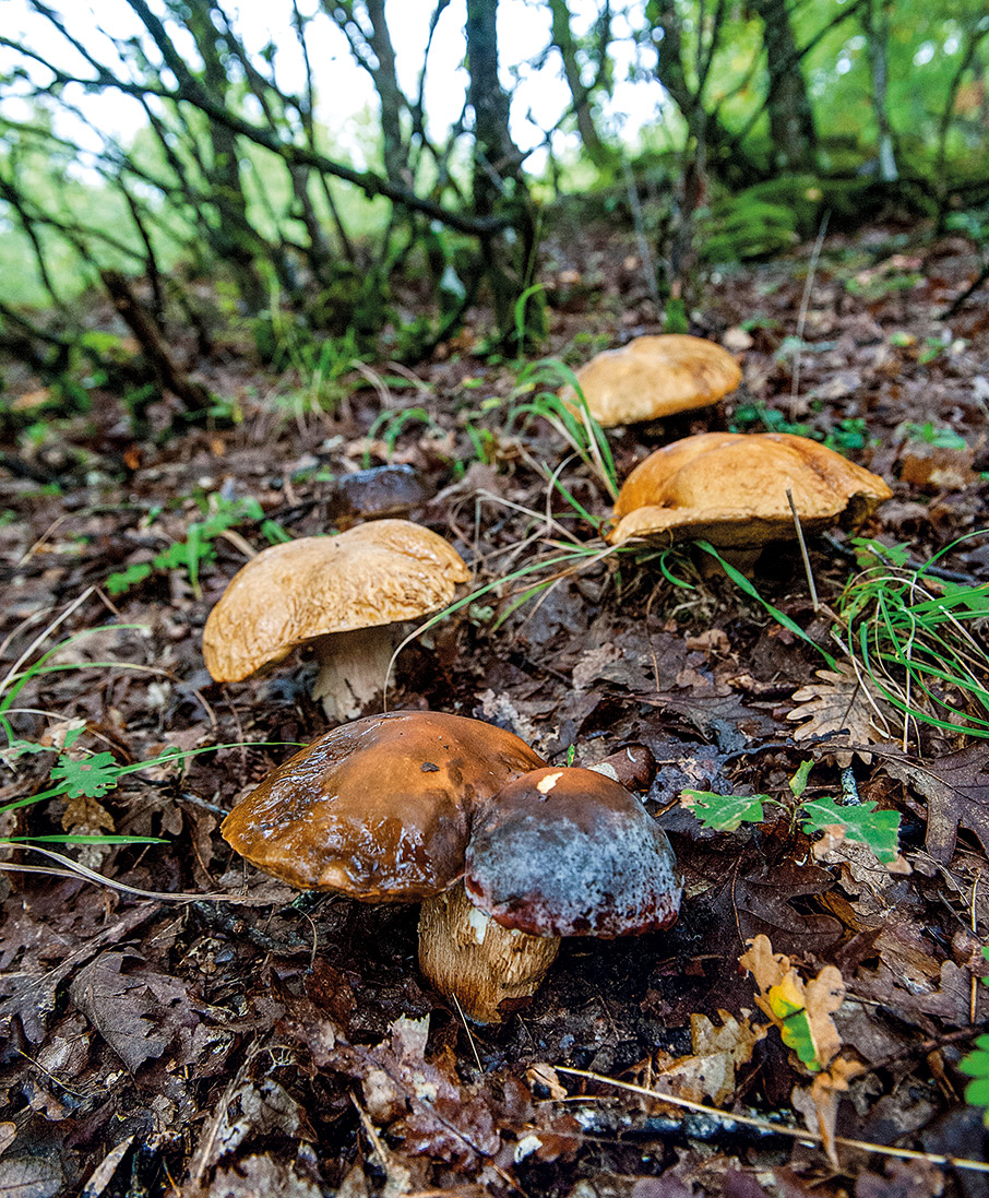 Οι «δικοί μας» μανιταρότοποι-4