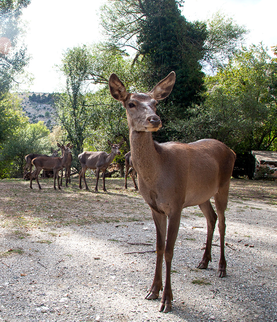 Στις εξοχές της Πάρνηθας και του Χορτιάτη-4