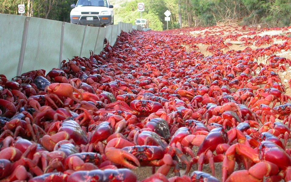 κόκκινα-καβούρια-κλείνουν-δρόμους-γι-561131947