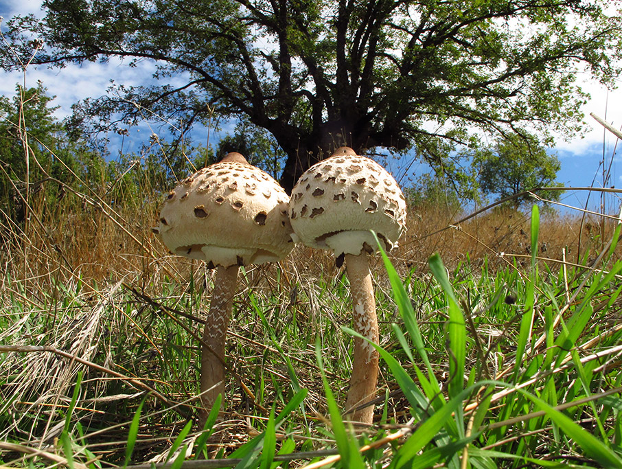 Γιώργος Κωνσταντινίδης: «Η μανιταροφιλία στην Ελλάδα εξελίσσεται σε κίνημα»-1