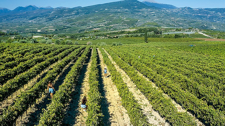 Κρασί από την πηγή-5