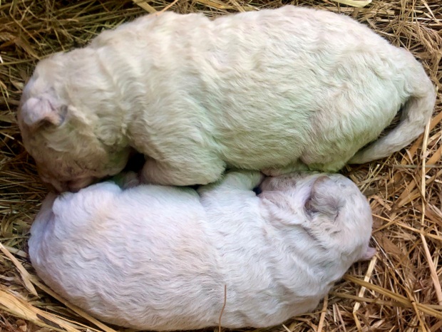 Ιταλία: Κουταβάκι στη Σαρδηνία γεννήθηκε με πράσινο τρίχωμα (εικόνες)-2