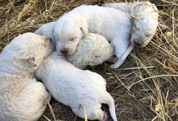 Ιταλία: Κουταβάκι στη Σαρδηνία γεννήθηκε με πράσινο τρίχωμα (εικόνες)-3
