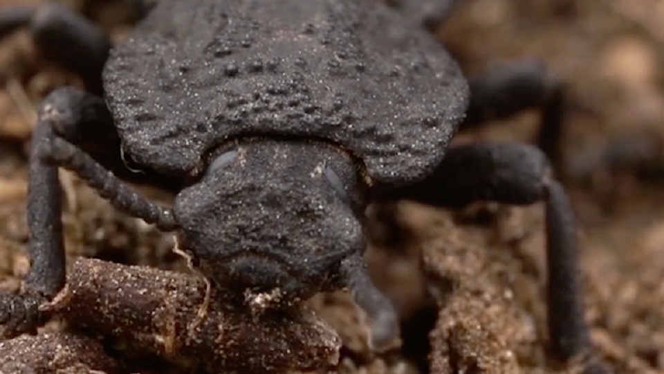 και-αυτοκίνητο-να-το-πατήσει-το-σκαθάρ-561127489