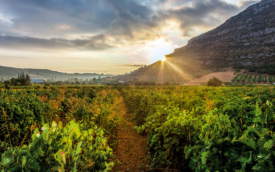 μαθήματα-οινογνωσίας-561104683