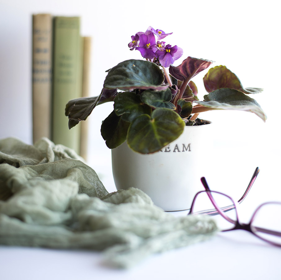 Φυτά εσωτερικού χώρου που δεν χρειάζονται φως για να επιβιώσουν-2