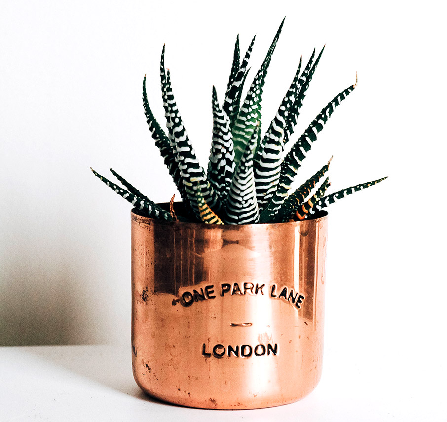 Φυτά εσωτερικού χώρου που δεν χρειάζονται φως για να επιβιώσουν-5