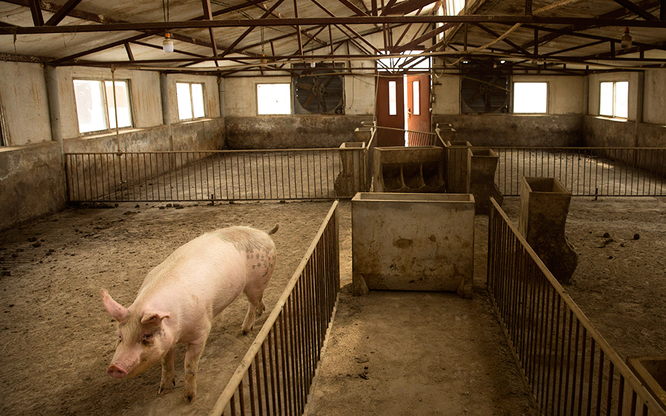 νότια-κορέα-σφαγή-1-500-χοίρων-μετά-από-κρο-561110137