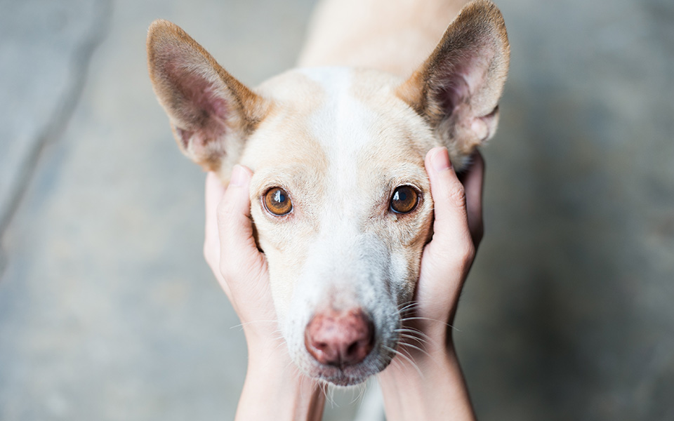 οι-εγκέφαλοι-των-σκυλιών-είναι-προγρ-561106513