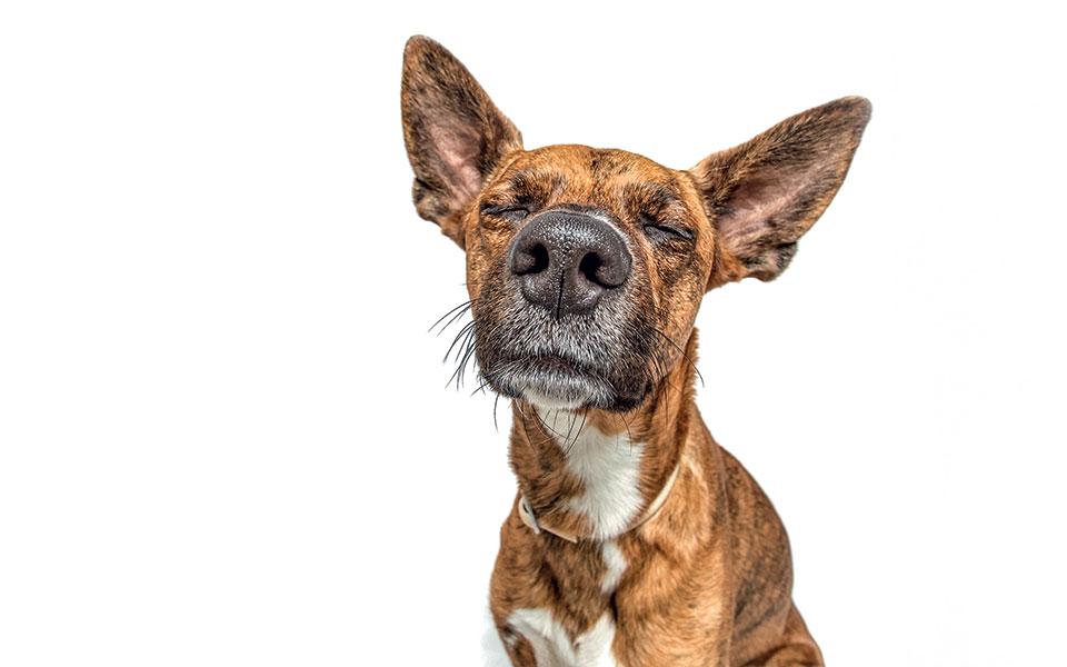 σκυλιά-που-μυρίζουν-τον-κορωνοϊό-561108568