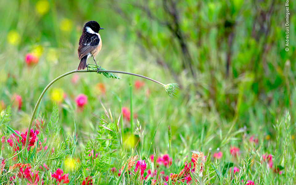 τα-πιο-όμορφα-πλάσματα-του-κόσμου-561151909