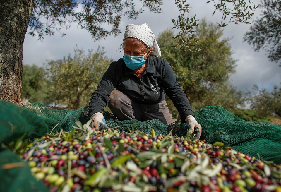 ελαιόλαδο-μειωμένη-κατά-240-000-τόνους-η-παρ-561167149