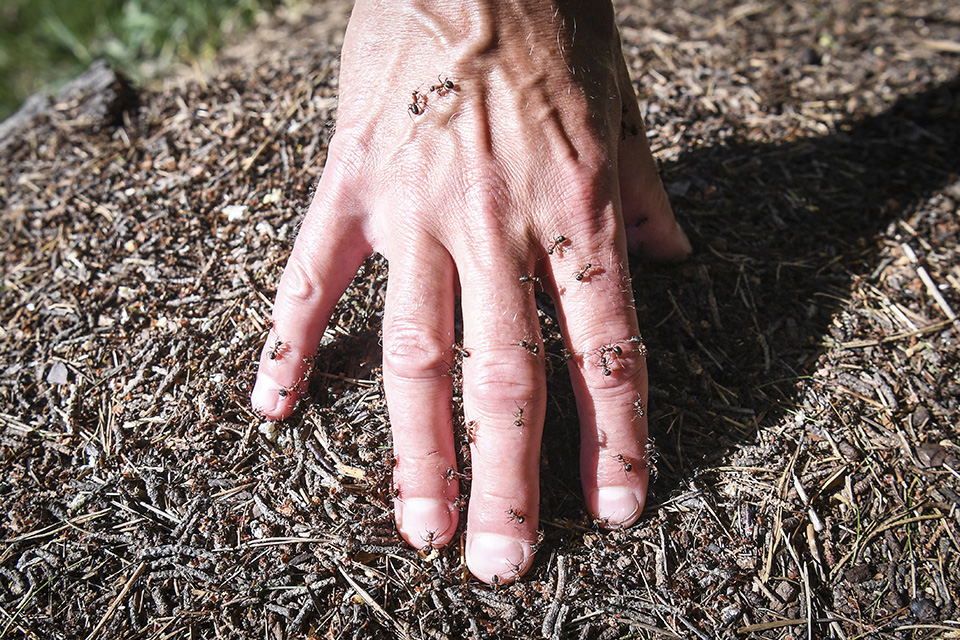 μαγειρεύοντας-στην-φινλανδία-561141271