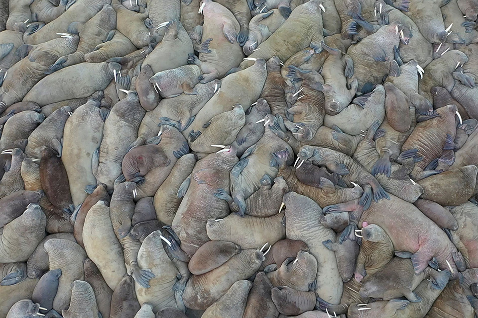 πολύτιμη-αποικία-561147514