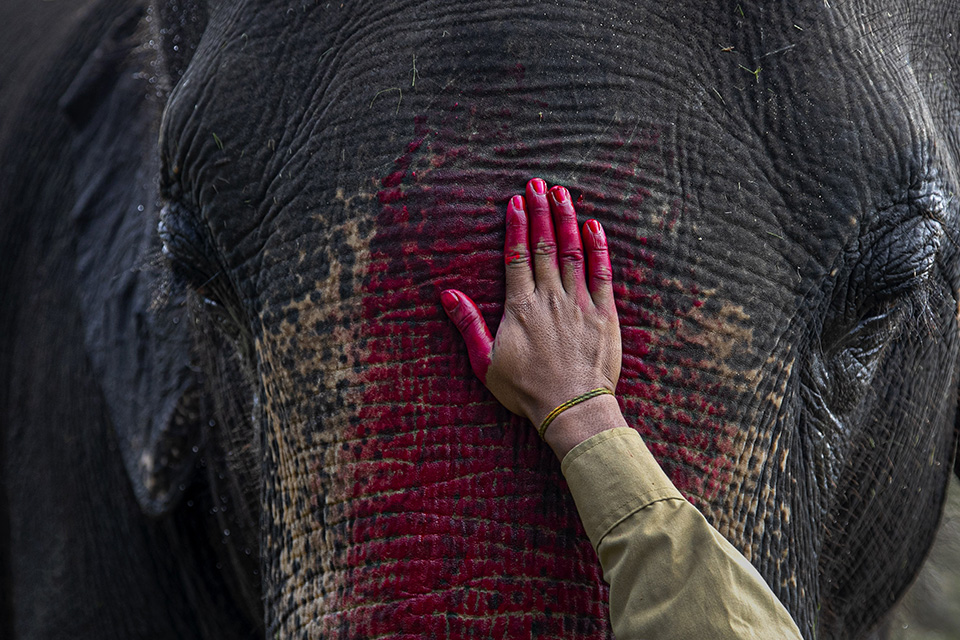 προς-τιμή-των-μονόκερων-561152254
