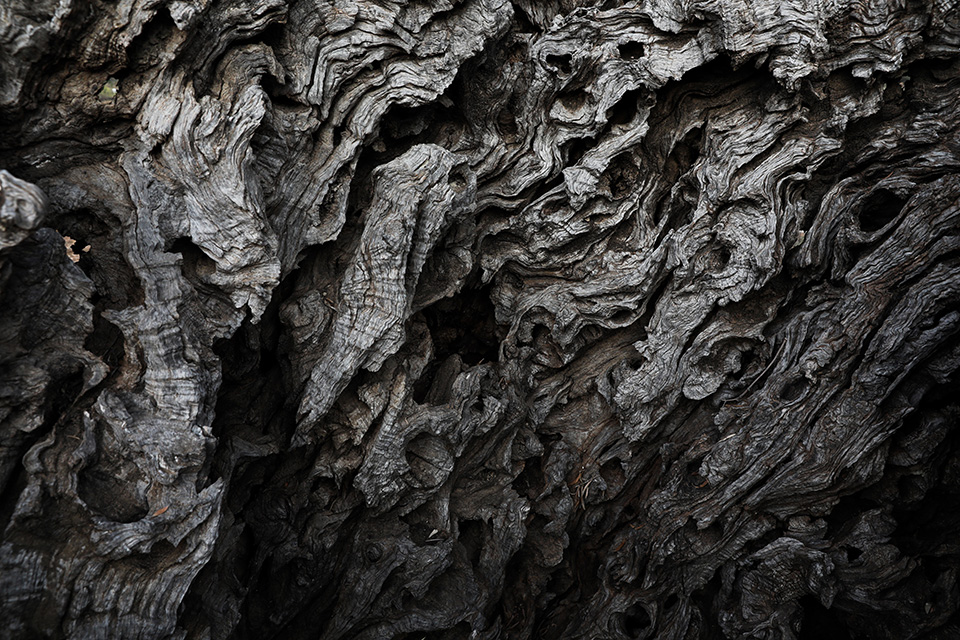 το-χρυσάφι-της-μεσογείου-561162196