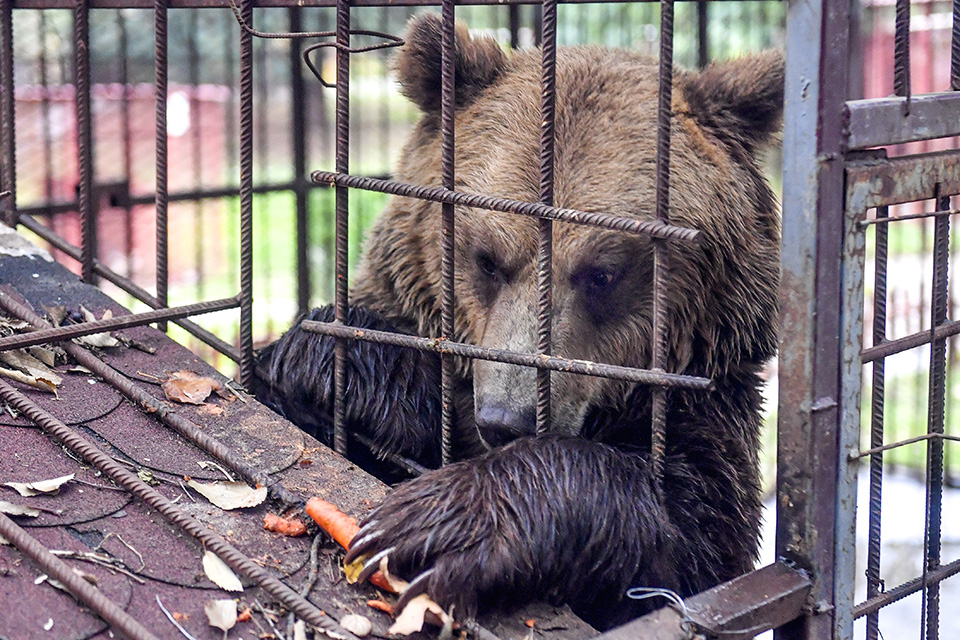 Με την βοήθεια της Μπριζίτ Μπαρτό