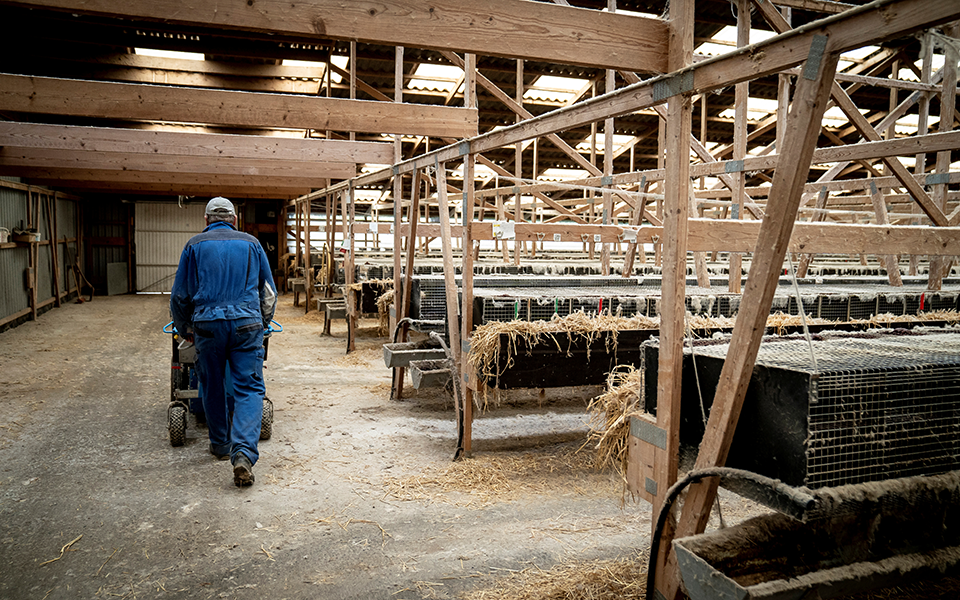 ξεκίνησε-η-θανάτωση-2-500-μινκ-στην-κοζάνη-561158503