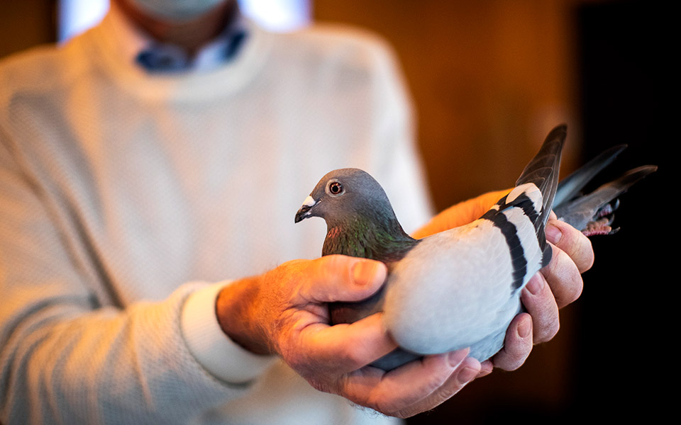 δυο-εκατομμύρια-για-ένα-περιστέρι-561163276