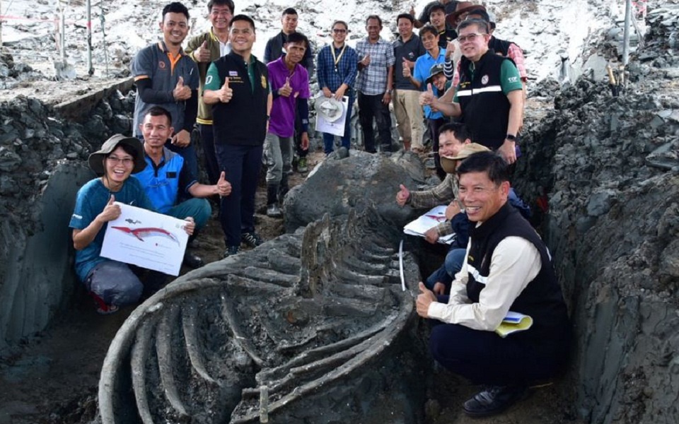 «Παράθυρο στο παρελθόν» ο σκελετός φάλαινας 5.000 ετών στην Ταϊλάνδη (εικόνες)-2