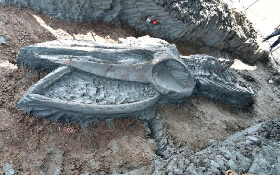 «Παράθυρο στο παρελθόν» ο σκελετός φάλαινας 5.000 ετών στην Ταϊλάνδη (εικόνες)-1