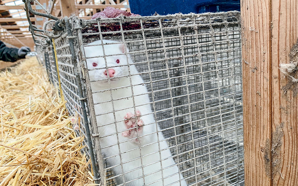 ανησυχία-για-τη-μετάλλαξη-του-ιού-στα-μ-561147658