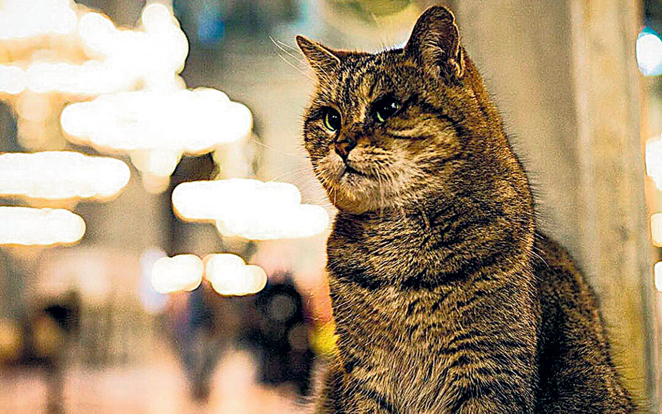 η-γάτα-της-αγίας-σοφίας-και-τα-σκυλιά-το-561151612