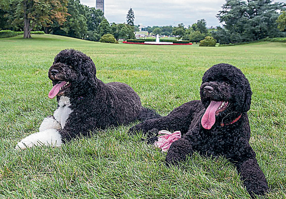 Η γάτα της Αγίας Σοφίας και τα σκυλιά του Τζο Μπάιντεν διαγωνίζονται στα διεθνή ΜΜΕ-3