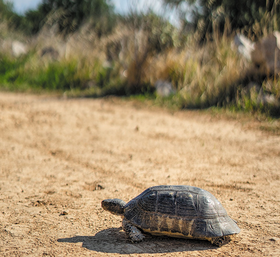 Βουλιαγμένη: Ένα πρωινό στον λόφο της Φασκομηλιάς-2