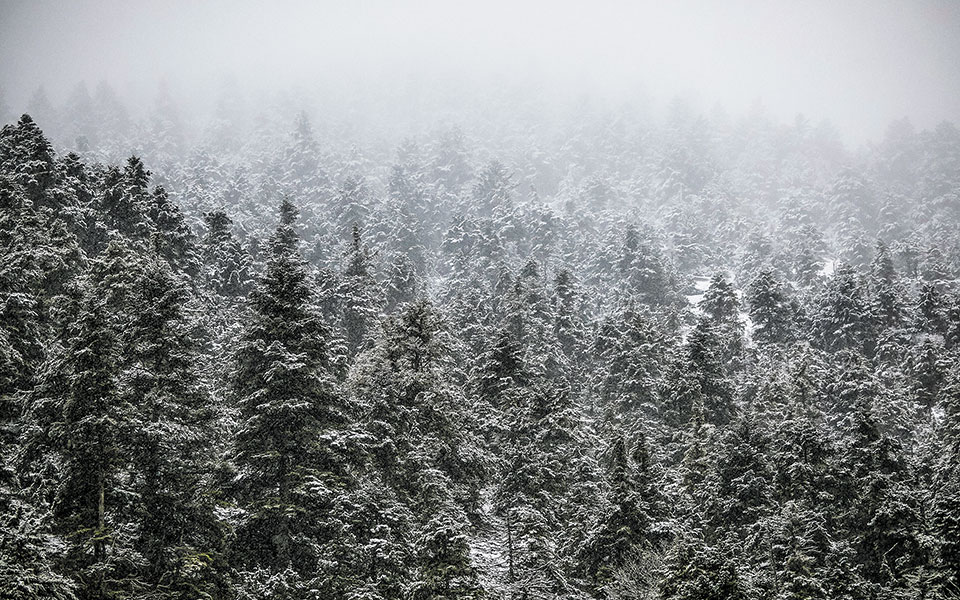 σε-αναμονή-οι-ελατοπαραγωγοί-561162703