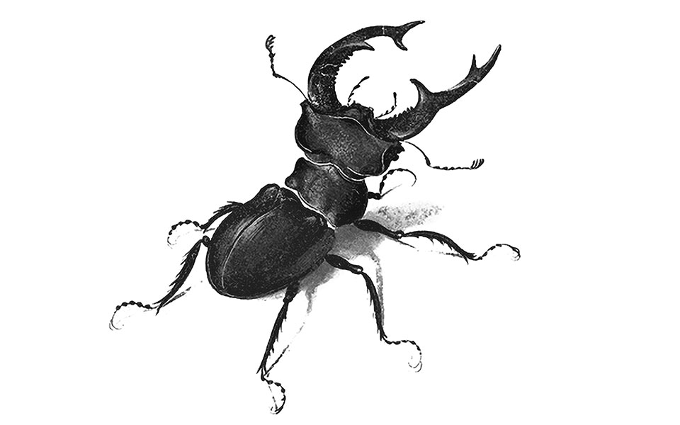 νέα-φλόγα-στο-καντήλι-που-τρεμόσβηνε-561167353