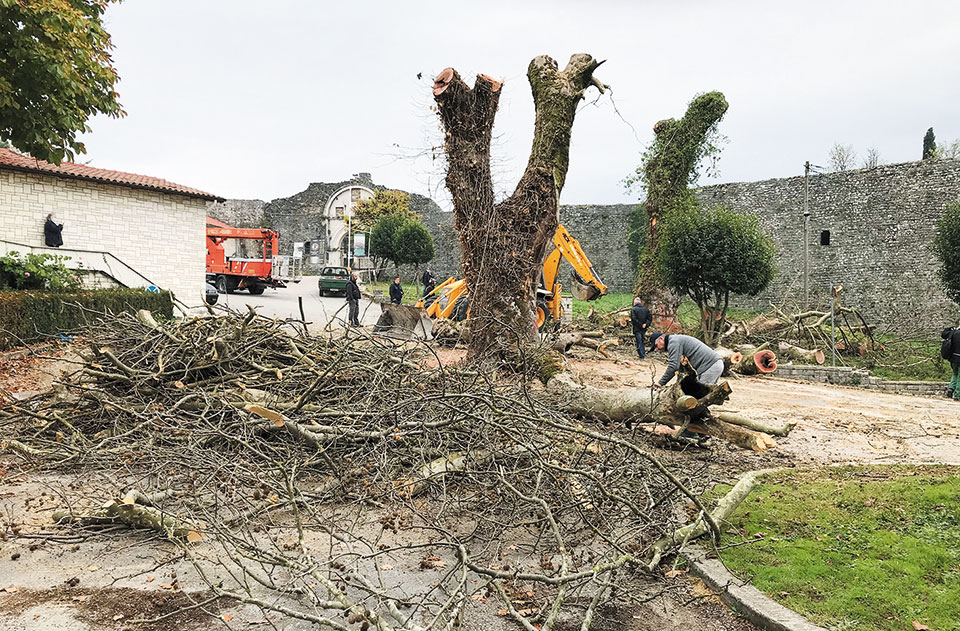 Τα ελληνικά πλατάνια κινδυνεύουν, ας τα σώσουμε πριν να είναι αργά-1
