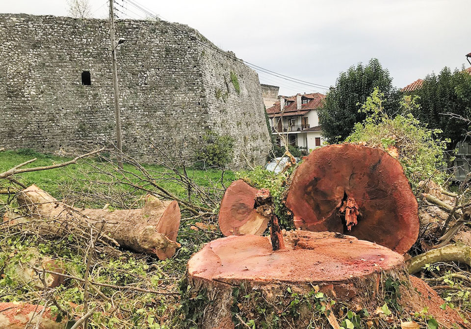 Τα ελληνικά πλατάνια κινδυνεύουν, ας τα σώσουμε πριν να είναι αργά-2