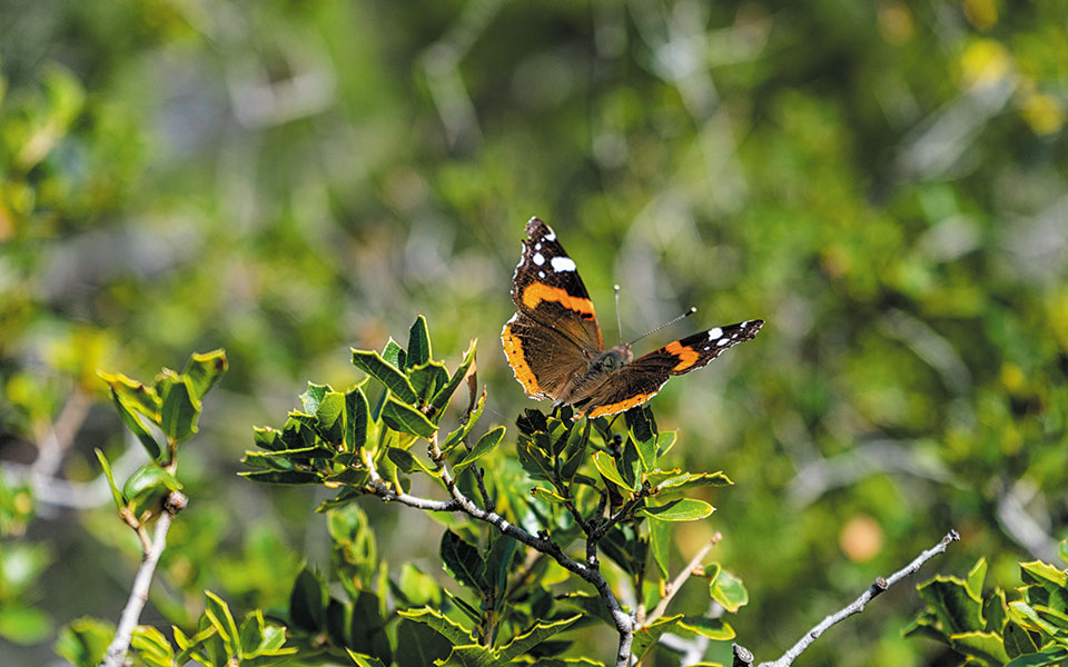 Ανηφορίζουμε στον Πύργο Ανθούσας-3