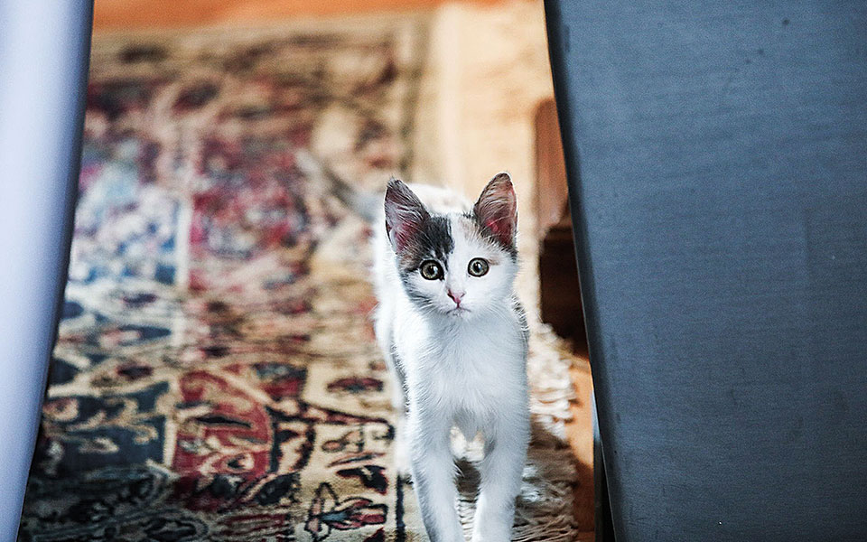 Η τρίχρωμη Καλυψώ είναι η νέα ένοικος του Προεδρικού Μεγάρου-2