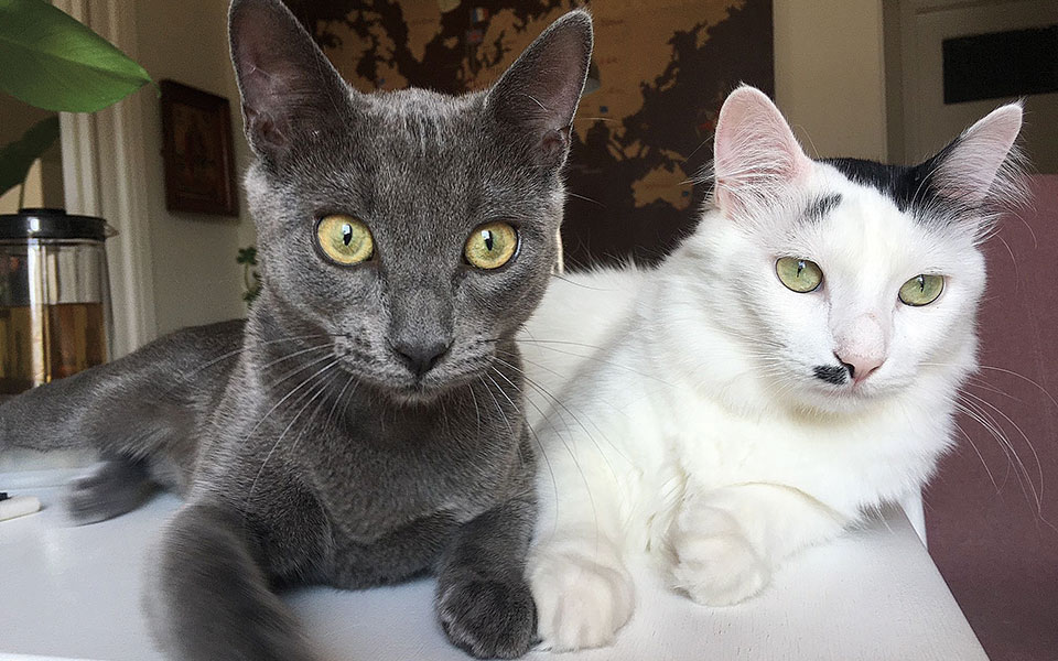 Η τρίχρωμη Καλυψώ είναι η νέα ένοικος του Προεδρικού Μεγάρου-3