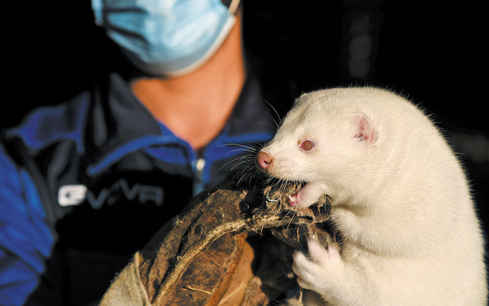 οι-φάρμες-με-τα-μινκ-και-η-αγωνία-των-γο-561168904