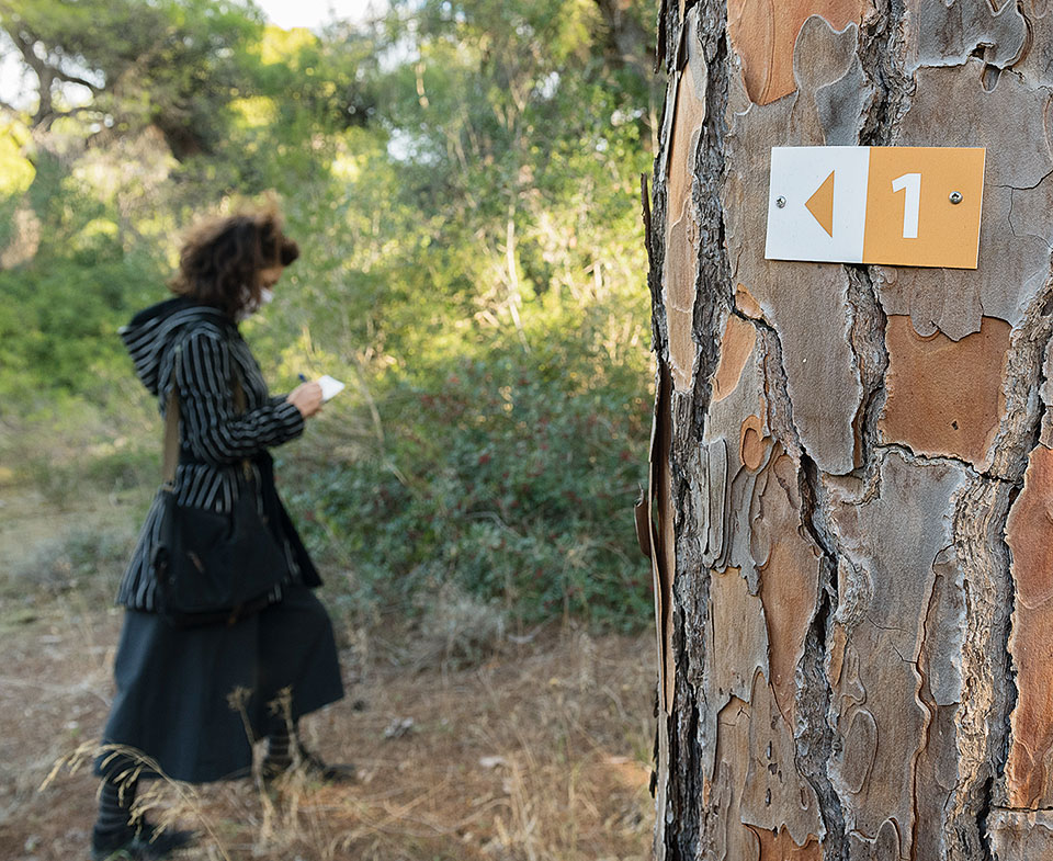 Περίπατος στο δάσος της κουκουναριάς-1