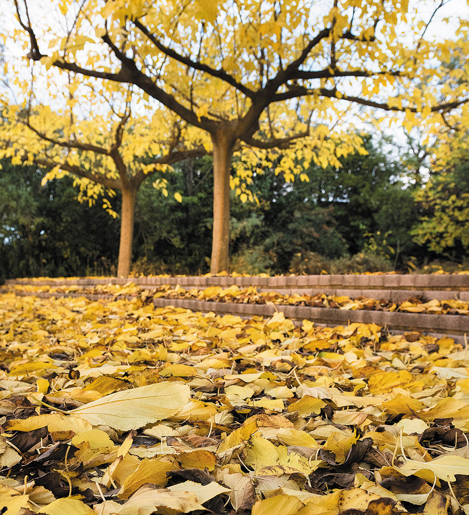 Περίπατος στο δάσος της κουκουναριάς-2