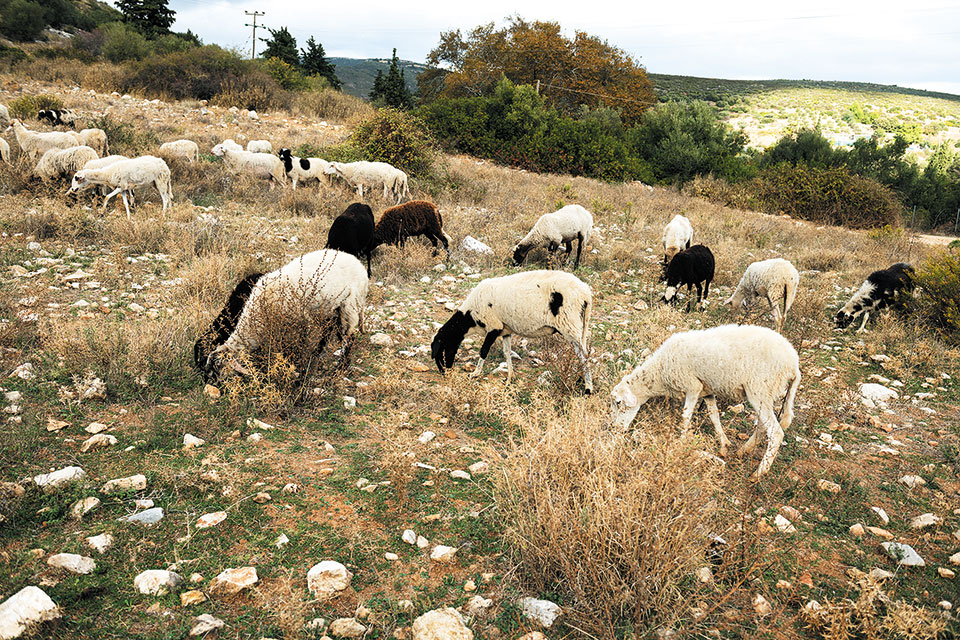 Περίπατος στο δάσος της κουκουναριάς-4
