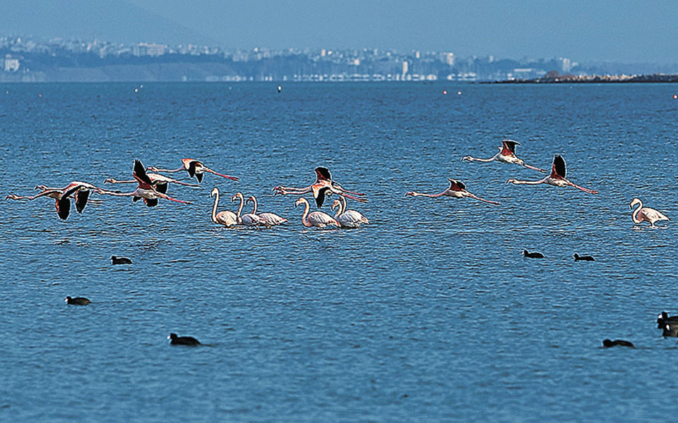 απαγόρευση-για-τα-μολύβδινα-σκάγια-σε-561175456