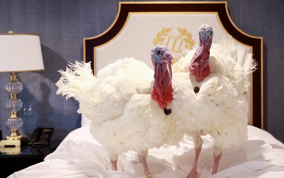 δυο-γαλοπούλες-ένας-πρόεδρος-κι-ένα-κό-561170992