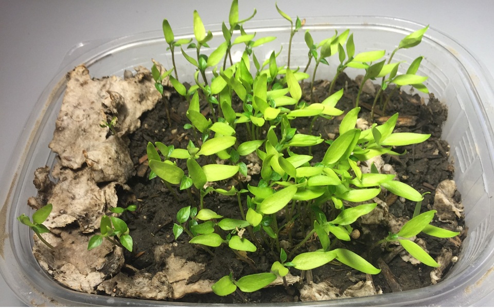 πιάτα-από-ανακυκλωμένο-ανανά-που-μετά-561141907