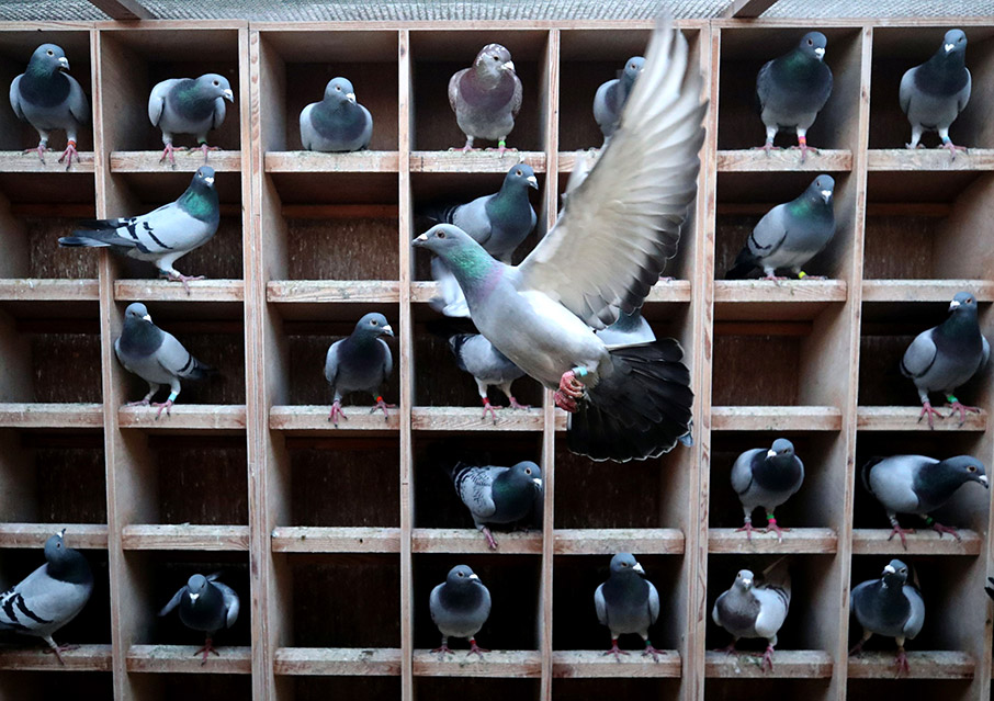 Δυο εκατομμύρια για ένα περιστέρι-1