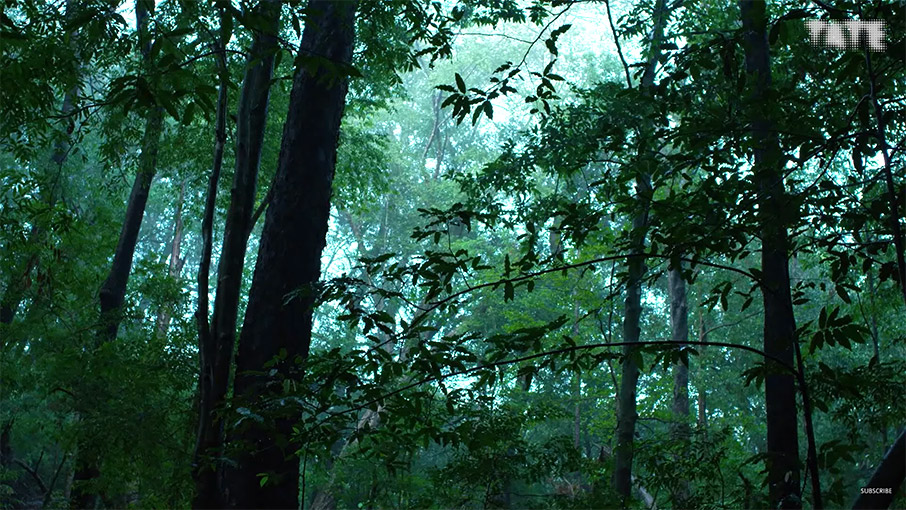 Το τελευταίο ταξίδι ενός ελέφαντα-1