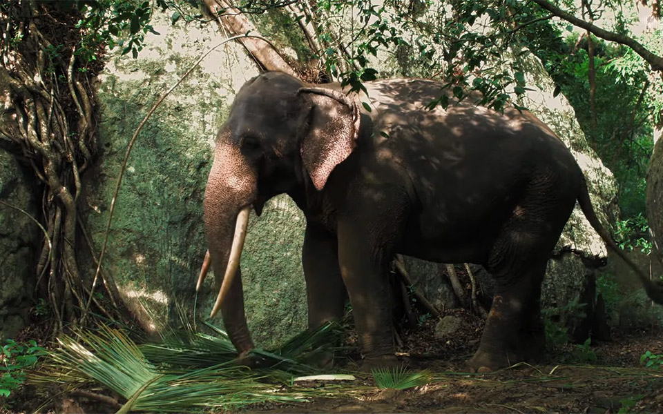 το-τελευταίο-ταξίδι-ενός-ελέφαντα-561171379