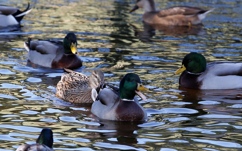 γρίπη-των-πτηνών-εντολή-για-σφαγή-392-000-πο-561179212
