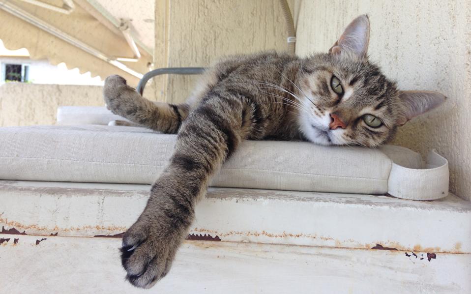 meowtalk-η-νέα-εφαρμογή-για-να-καταλαβαίνει-561167383