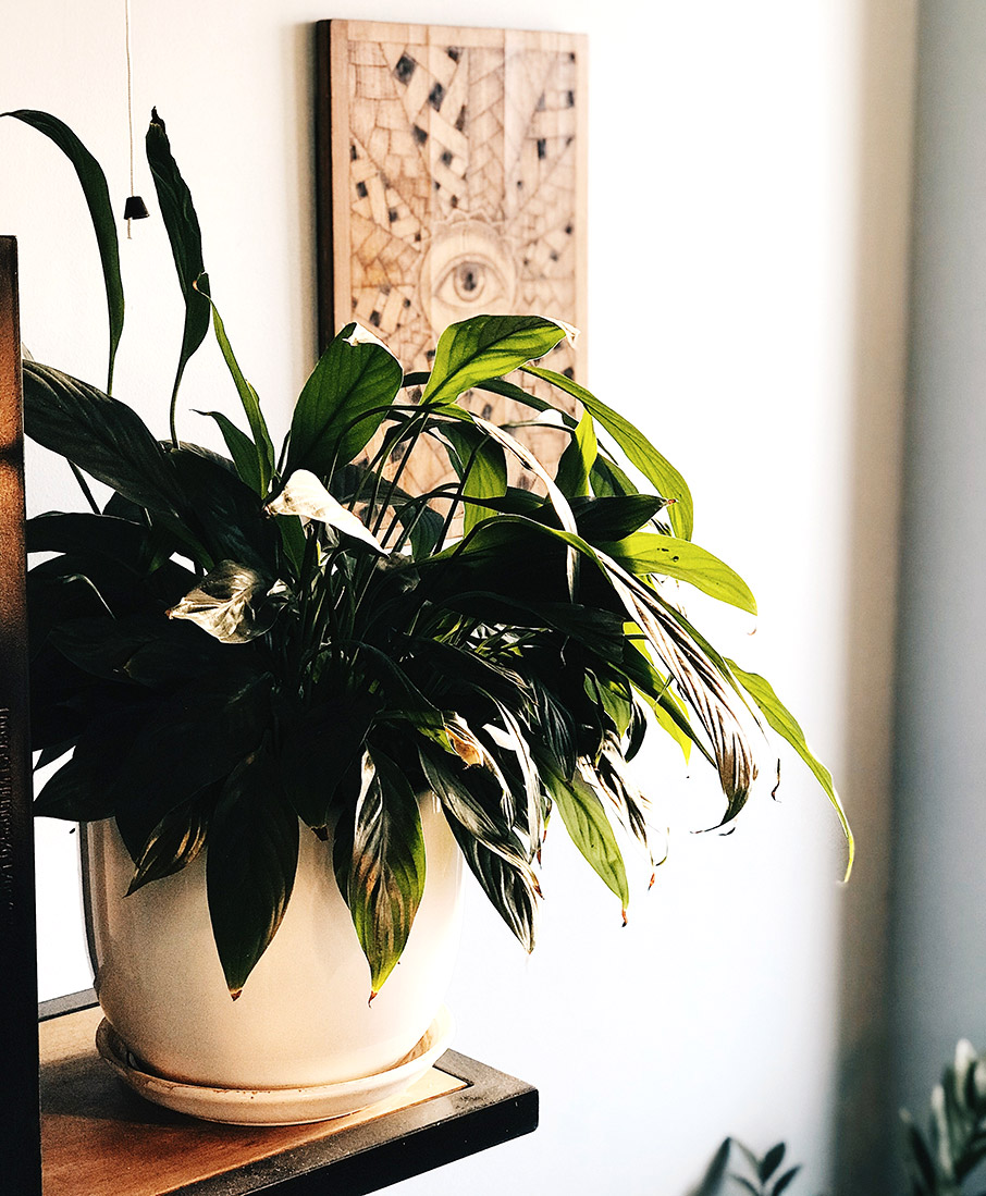 Τι φυτά να βάλετε σε σκοτεινό μπάνιο;-3