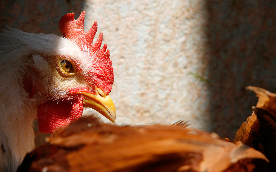 γρίπη-των-πτηνών-εντολή-για-σφαγή-200-000-πο-561145225